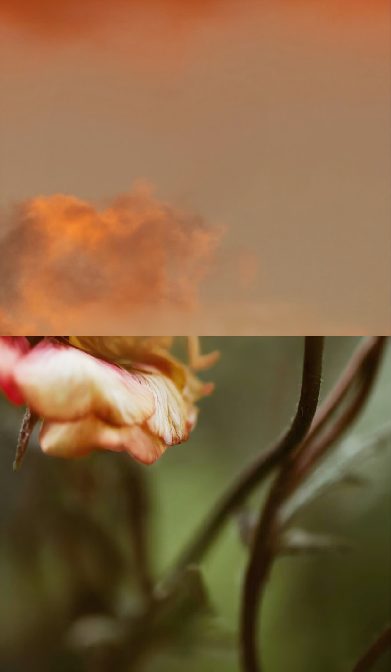 Nuovo Look, Stesso Cuore: Scopri il Rinnovato OFCASA